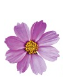 Cosmos Flower